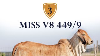 Lot 3 Comments - Miss V8 449/9 Brahman Heifer from Made for Magic IV Online Sale