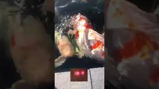 feed the biggest koi fish