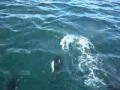 Dall Porpoises 2