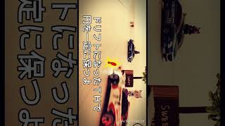 脱初心者！ミニッツ ドリフト８の字try！！ﾉMini-z CELICA drift try! ! Newbie (=ﾟωﾟ)ﾉ