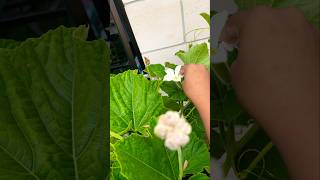 অবশেষে অপেক্ষা শেষ হল।😇 #garden #gardening #এসোবাগানকরি #লাউ #pollinations #shorts