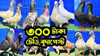 সবচেয়ে কমদামে ৩০০ টাকা পিস হাইফ্লায়ার গিরিবাজ ও রেসার কবুতর কিনুন | শখের ফেরিওয়ালা | Pigeon |