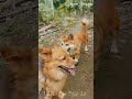 🐶 video hài hước chó vui vẻ những chú chó ngộ nghĩnh đáng yêu tpl 🐾79