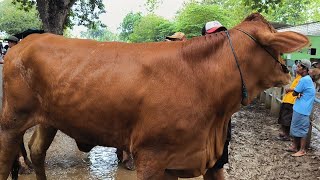 15 juta !! Hamil Tua Bentar Lagi Beran4k!! Limousin Super Bikin Ngiler !! Pasar Sapi Jatirogo