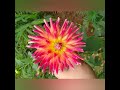 പല നിറത്തിലുള്ള ഡാലിയ പൂക്കൾ. veriety collections of dahlia flower🌿🌸🌸🌸🌸🌼🌼🏵️🏵️🏵️🌱