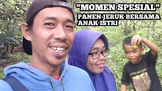 MOMEN SPESIAL PANEN BUAH JERUK BERSAMA ANAK ISTRI