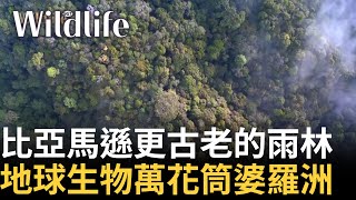 前進地球生物萬花筒 「婆羅洲」 比亞馬遜更古老的亞洲最大熱帶雨林 因設保護區而成為生態孤島｜【Wildlife】20241124｜三立新聞台