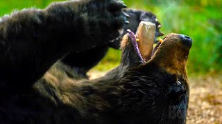 Scena orso + Coco | Crazy Bear | Clip in Italiano
