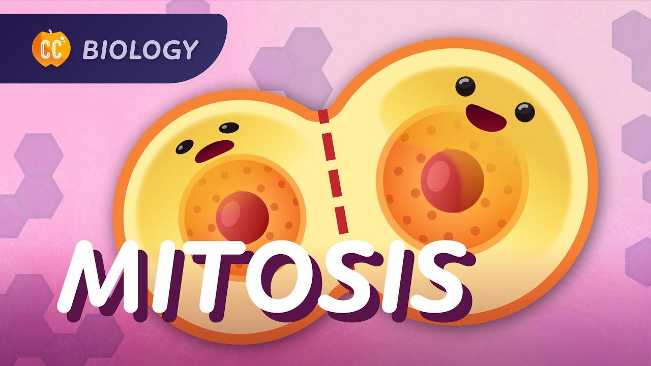 Cell Cycle Mitosis Animation The Cell Cycle