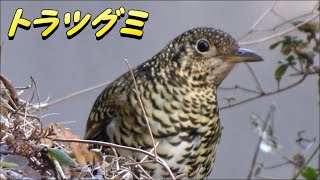 人気の野鳥 トラツグミに遭遇しました。 Cute white's thrush scaly thrush. 虎鶫 かわいい