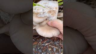 How To Get More Mushrooms From Your Blocks #mushroom #fungi #oystermushroom  #gardeningtips