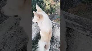 അമ്മ വേഗം ഈ വാതിലൊന്നു തുറന്നേ 🤣#shorts#pets #doglover #