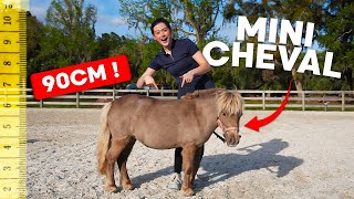 A MINIATURE HORSE'S ROUTINE 🤩 this is the cutest thing I've ever seen! #cute #horse