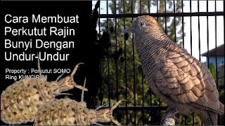 Burung Perkutut Diberi Undur-undur Rajin Bunyi dan Atasi Stres