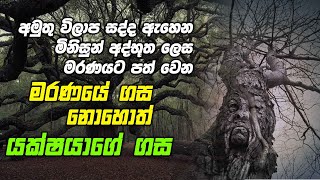 අමුතු විලාප සද්ද ඇහෙන මිනිසුන් අද්භූත ලෙස මරණයට පත් වෙන මරණයේ ගස නොහොත් යක්ෂයාගේ ගස