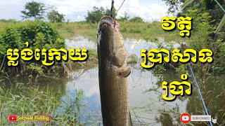 ខាំច្រើនណាស់ ប្លង់ក្រោយវត្តប្រាសាទប្រាំ #fishing #fish #fishingdaily #fishingmethods #nature