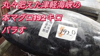 10月22日水揚げ北海道噴火湾産天然本マグロ192キロ解体現場