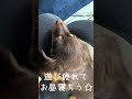 【チワックスのソフィア】遊び疲れて、眠る子犬💤