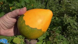 ⟹ Tatume | Cucurbita pepo | volunteers that come up every year