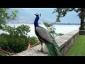 மயில் ஆட்டம் peacock dance