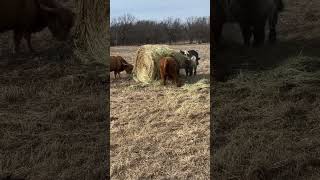 Play First, Then Eat! 🐂 #bull  #fun  #attack  #food  #foodie  #walkerfarmfam