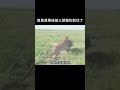 角馬落單後被三頭獵豹抓住了 動物解說 野生動物