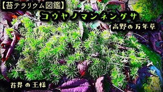 【苔テラリウム図鑑】コウヤノマンネングサ　ダイジェスト版