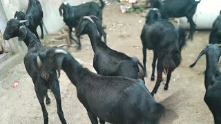 Pure and Block Gold Goats Available from Sundar Farms