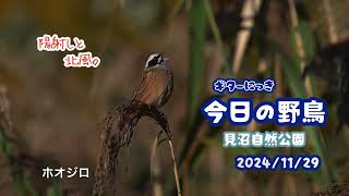 ギター日記　今日の野鳥　・　見沼自然公園　2024年11月29日