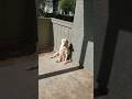 LABRADOR RETRIEVER PUPPY TRIES SUN BATHING #youtubeshorts #shorts