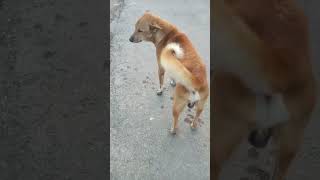 পৃথিবীতে কুকুর হল সবথেকে প্রভু ভক্ত প্রাণী#dog video