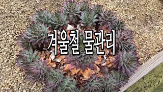 25 01 08 - 겨울철 바위솔 물관리 #꽃바람 #다육이 #바위솔 #식물 #화분