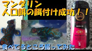 ハナミノカサゴがいるアクアリウム  マンダリンに人口餌の餌付け成功！！