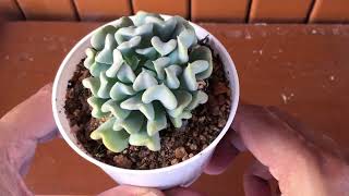 EASY SUCCULENT ECHEVERIA TOPSY TURVY