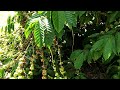 robusta coffee beans in a 30 year old plant 🌱