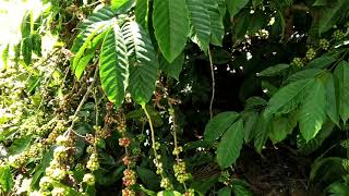 Robusta coffee beans in a 30 year old plant 🌱