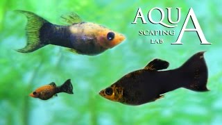 Aquascaping Lab - Poecilia Sphenops Black Molly fish technical sheet / scheda tecnica pesce