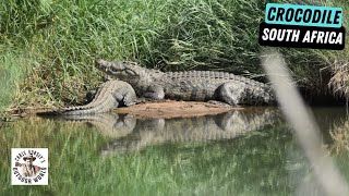 Hunting Killer Crocs of Africa