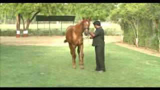 usha stud Razeen   Regal Grace