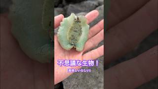 不思議な生物！アワモチの仲間~ #イソアワモチ #磯遊び #海洋生物観測所 #shorts