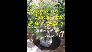 #13 黒松の掘り取り　第三章　麻布（コモ）と麻縄を巻く chapter 3 roll the hemp cloth and the hemp rope \