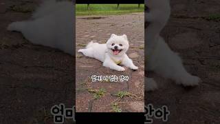 그리고 잠시후..10분만에 산책포기한 포메라니안 강아지 #dog#shorts#포메