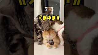 原来小猫咪舔毛真的可以看出地位高低!#猫咪的迷惑行为 #倔强嘴巴化毛生鲜包 #倔强嘴巴