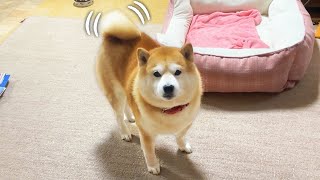 Shibe's tail looks like CG due to his calm face