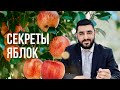 🍎 Секреты яблок (Рав Исраэль Якобов) урок в 