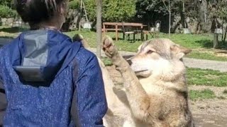 【閲覧注意】狼犬が飼い主を襲って奪い合う