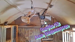 Голуби КЗ Асха Талдыкорган. В голубятне и в небе. #pigeon #көгершін #голуби