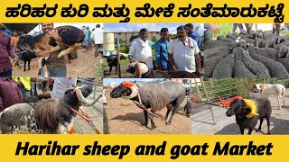 Harihar sheep market update | sheep market harihar / Every Tuesday morning bazar Karnataka #sheep