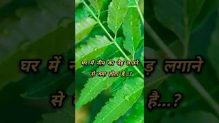 🤔घर में नीम का पेड़ लगाने से क्या होता है.?🤔#bigbangbhajan #neem #youtubeshorts #shortsviral #shorts