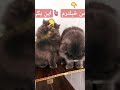 لحظاتی با این دوتا خپل🤣😍 cat shorts